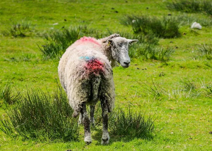 Thrang View Casa de Férias *